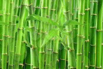 Bamboo isolated on a white