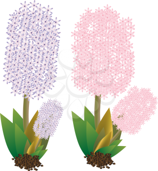 Royalty Free Clipart Image of Two Hyacinths