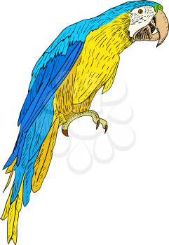 Royalty Free Clipart Image of a Macaw