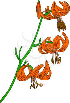 Royalty Free Clipart Image of Lilies