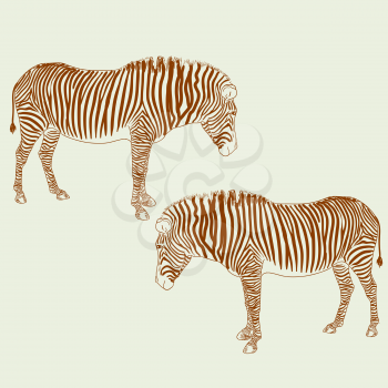 Royalty Free Clipart Image of Two Zebras