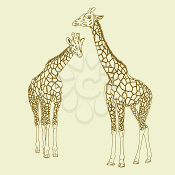 Royalty Free Clipart Image of Two Giraffes