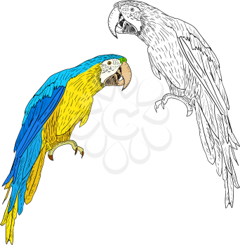 Royalty Free Clipart Image of Two Macaws
