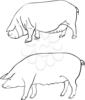 Royalty Free Clipart Image of Two Pigs