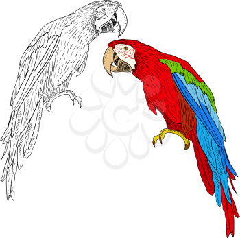 Royalty Free Clipart Image of Macaws