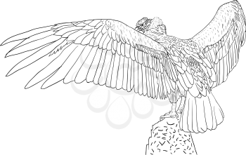 Royalty Free Clipart Image of a Vulture