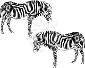Royalty Free Clipart Image of Zebras
