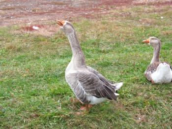 Goose and duckling walk along the shore of the pond 