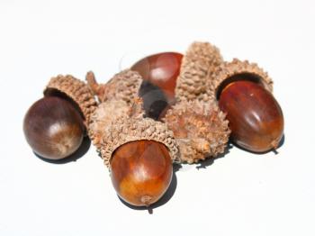 Autumn browns acorns close up  isolated on a white background
