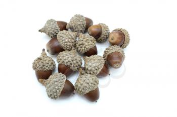 Autumn browns acorns close up  isolated on a white background