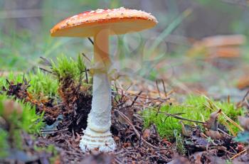  fly agaric in forest