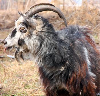 bearded goat with horns chew grass