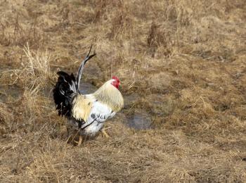 Domestic beautiful rooster on a walk through the meadow.