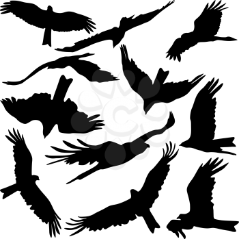 Set black silhouettes of prey eagles on white background. Vector illustrations.
