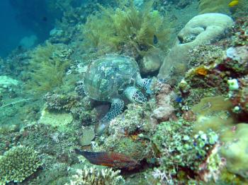 Hawksbill  sea turtle   current on coral reef  island, Bali.