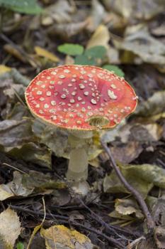 Fly agaric, mushroom in the autumn background