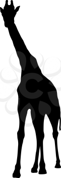 Silhouette of a high African giraffe on a white background.