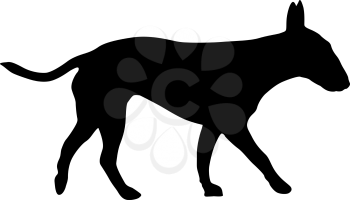 Bull terrier dog silhouette on a white background.