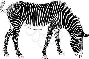 Sketch african zebra on a white background.