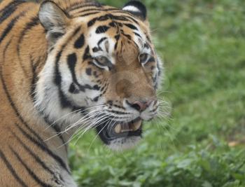 Close up of a predatory amur tiger's face.