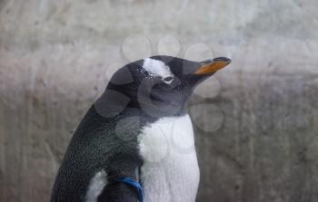 A beautiful penguin stands sideways in the sun, portrait.