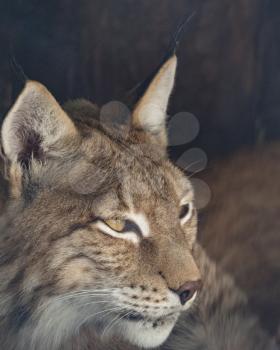 Lynx looks with predatory eyes from the shelter.