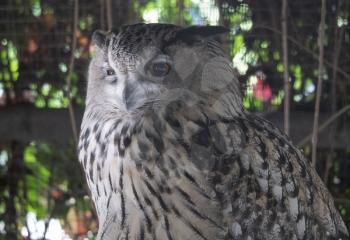 Eagle owl sitting and looking on the background of tree leaves.