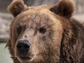 Brown bear (Ursus arctos) portrait on the hunt.