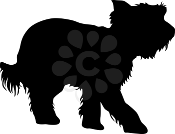 Yorkshire Terrier dog silhouette on a white background.