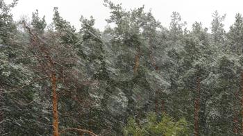 Snow blizzard in the pine forest. UltraHD stock footage.