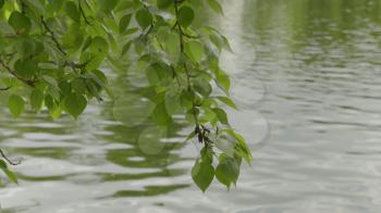 Nature background with birch branches and young bright leaves on the background of water