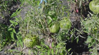 Green unripe tomatoes on the bush.