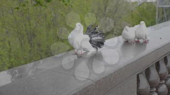 Beautiful white doves go to each other