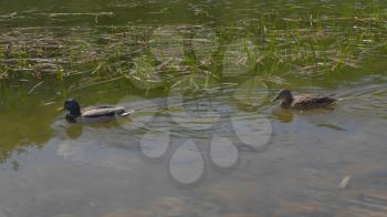 Ducks on walk floating in the pond water