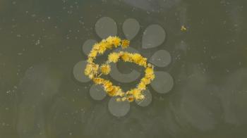 Wreath of dandelion flowers floats on water