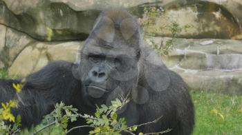 Lowland gorilla on the epic pose of solving his problems.