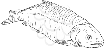 Natural marine fish sketch on white background.