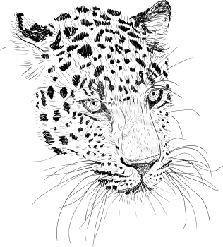 Sketch silhouette sketch leopard face on white background illustration.