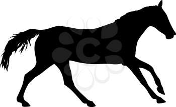 Silhouette of black mustang horse on white background.