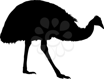 Silhouette of bird cassowary on a white background.