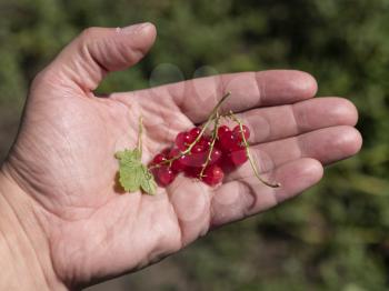 Clusters of red currant berries on hand palm.