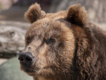 Brown bear (Ursus arctos) portrait on the hunt.