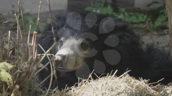Grizzly bear or black bear (Ursus thibetanus).