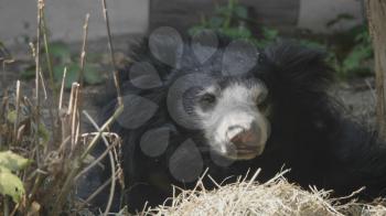 Grizzly bear or black bear (Ursus thibetanus).
