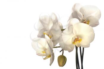 orchid isolated on white background close up
