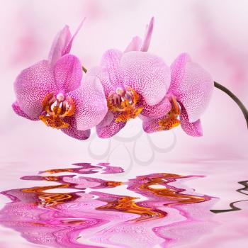 beautiful orchid on pink blured background with reflection