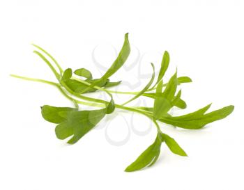 Tarragon spice isolated on white background
