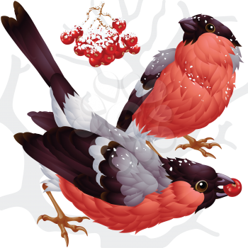 Royalty Free Clipart Image of a Two Bullfinches and Ash Berries