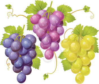 Royalty Free Clipart Image of Grapes