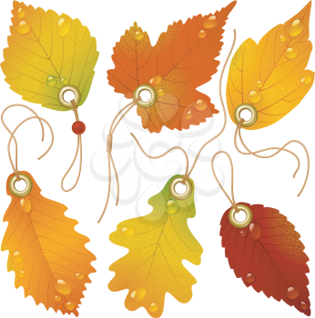 Royalty Free Clipart Image of a Leaf Tags